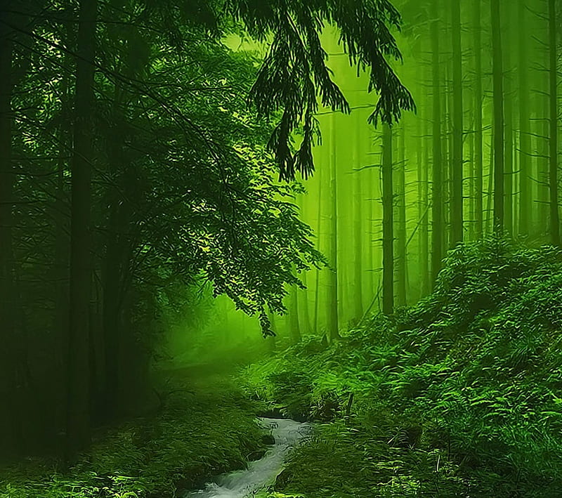 Deep Forest, creek, green, leaves, nature, trees, water, woods, HD ...