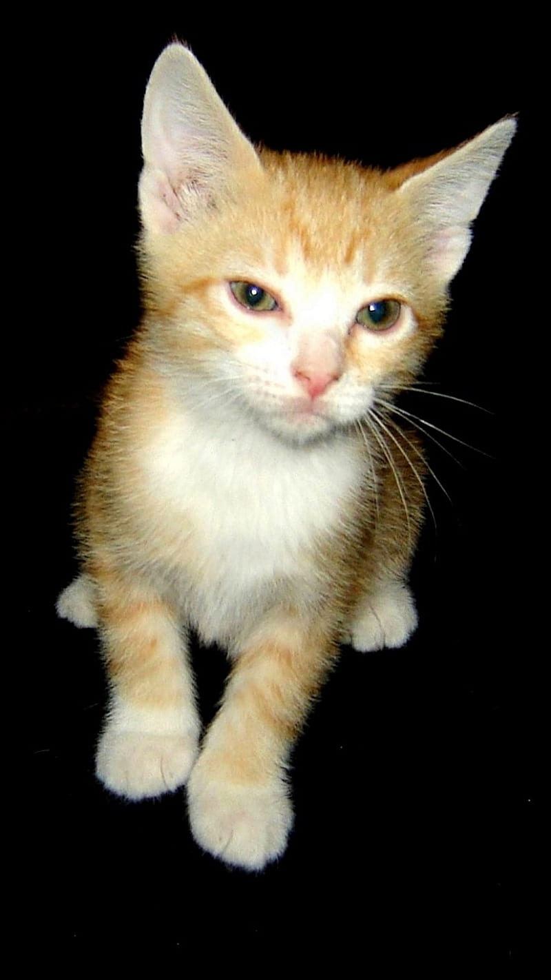 Orange Tabby Kitten, baby, cat, cute, feline, furkid, kitty, orange tabby, HD phone wallpaper
