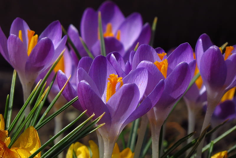 Crocuses, flower, spring, crocus, purple, orange, HD wallpaper | Peakpx