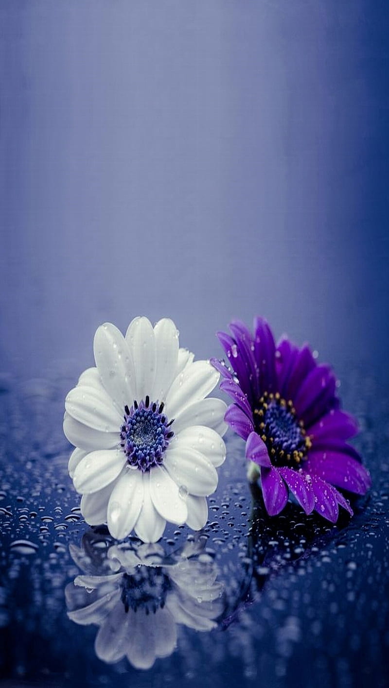 Bonitas flores, hermoso, azul, gotas, flores, naturaleza, bonito, agua,  blanco, Fondo de pantalla de teléfono HD | Peakpx