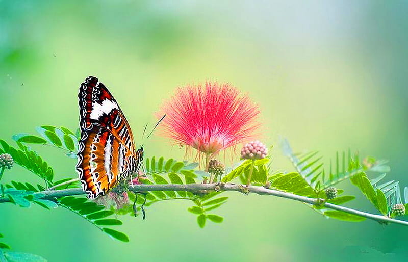 Lacewing, butterfly, lacy wings, brown, red flowers, black, white, branch, HD wallpaper