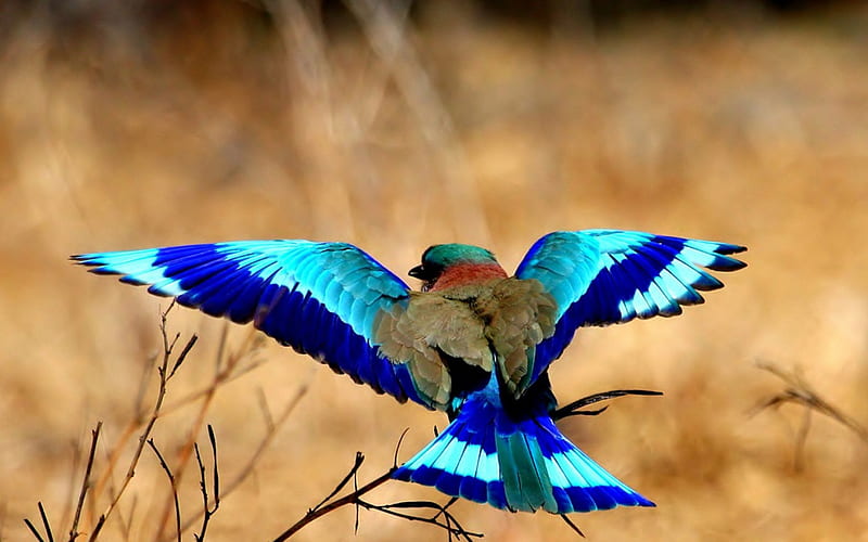 Lilac-Breasted Roller, blue bird, birds, bird, HD wallpaper