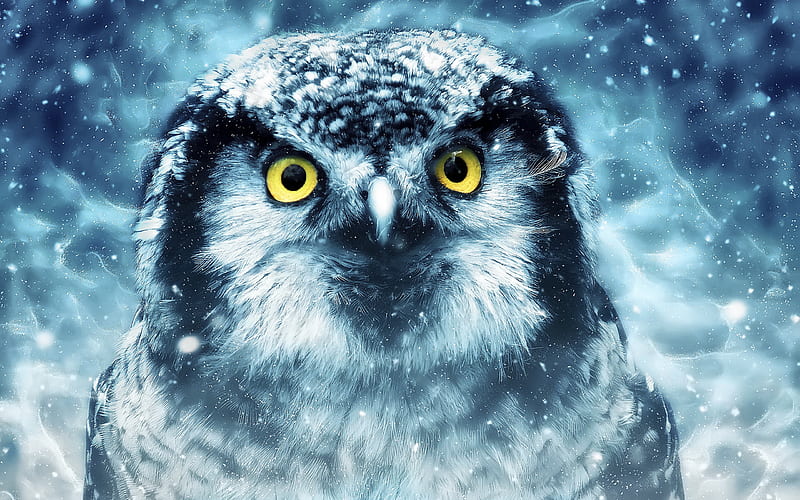 Owl, artwork, wildlife, night, predatory bird, Strigiformes, HD wallpaper