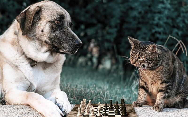 Dog and cat, cute animals, friends, dogs, cats, play chess, HD wallpaper