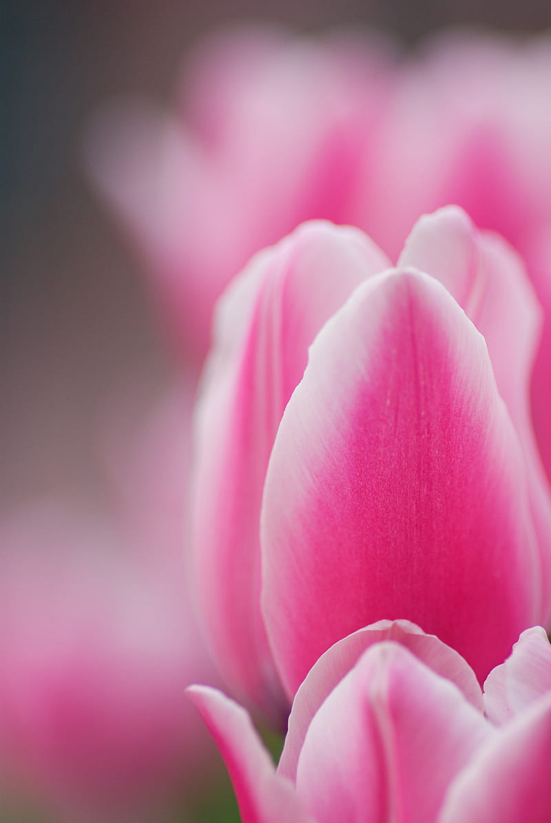 tulip, pink, macro, flower, petals, HD phone wallpaper