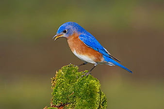 HD eastern-bluebird wallpapers | Peakpx