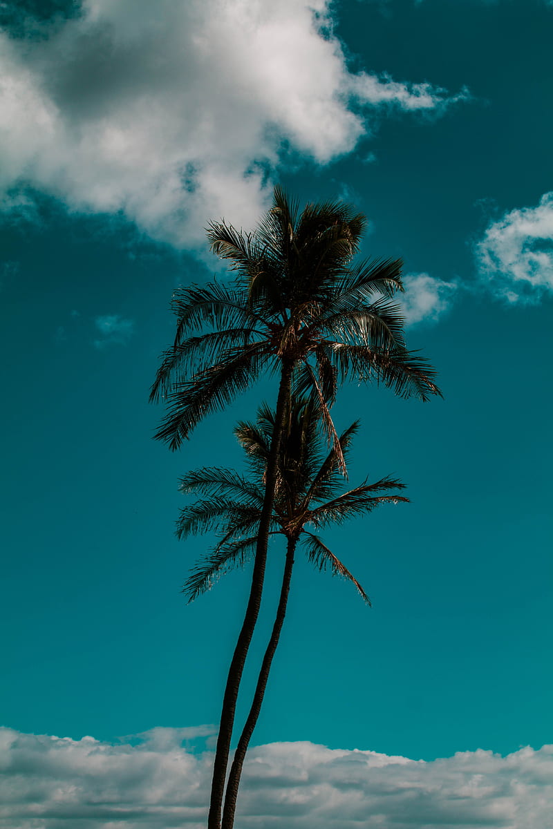 palm, sky, clouds, tropics, trees, HD phone wallpaper