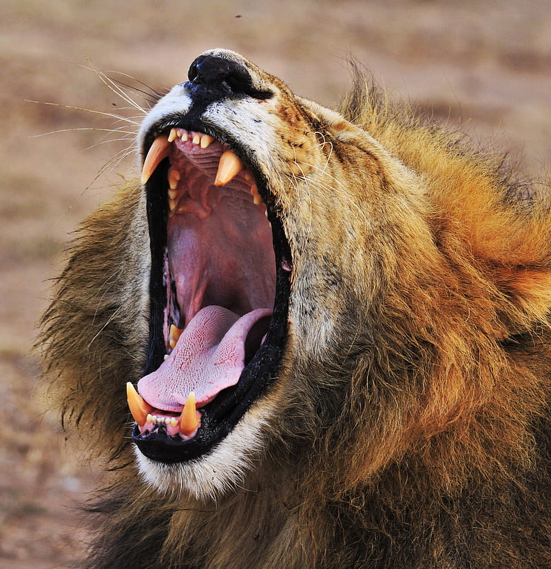 yawning lion, HD phone wallpaper