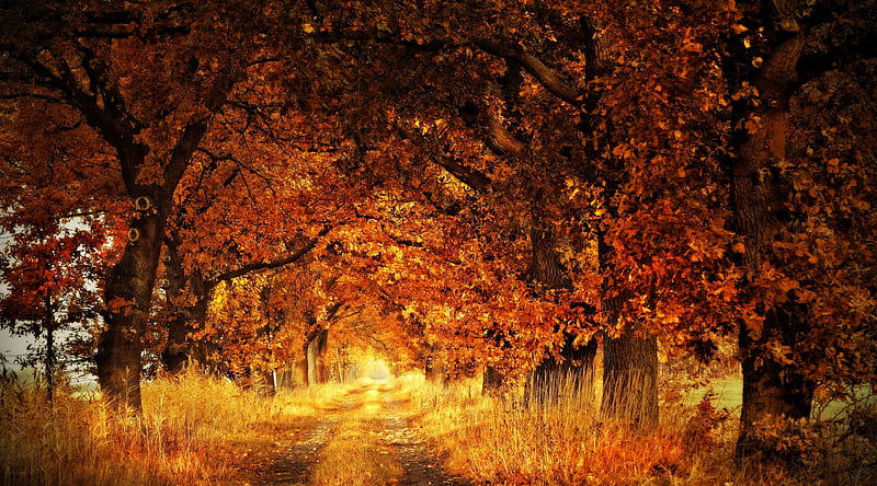 Trees, Autumn Ultra, Seasons, Autumn, Nature, Trees, Road, Golden, Fall, HD wallpaper