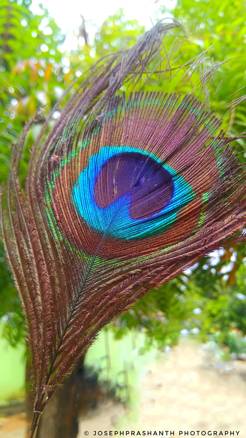 Peacock Feathers , birds, eye, feather, peacocks, HD phone wallpaper