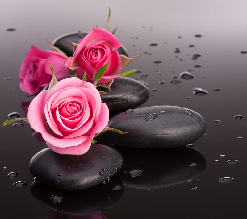 Pink Roses, drops, flowers, spa, stones, water, zen, HD wallpaper