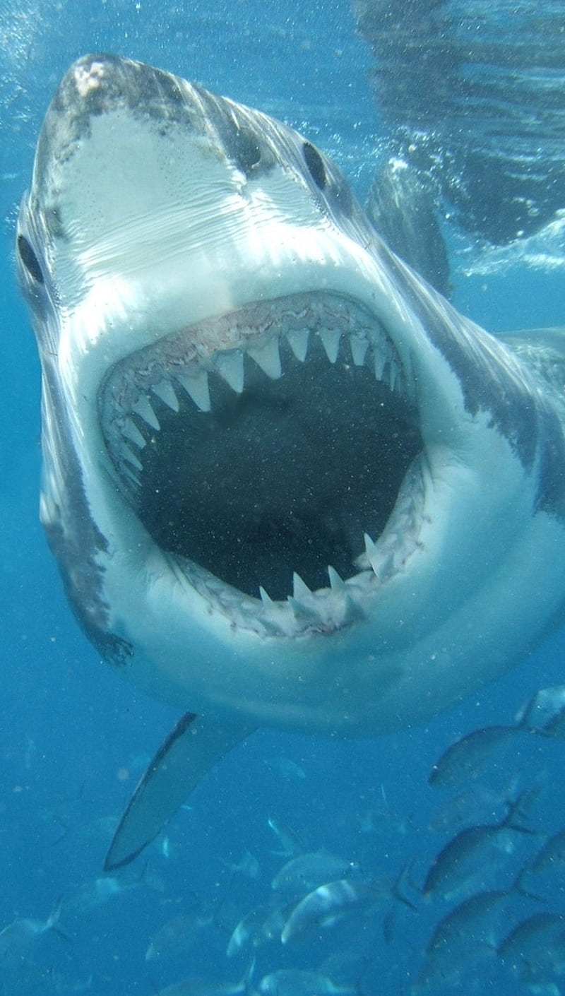 white shark, mn6, nm7, HD phone wallpaper