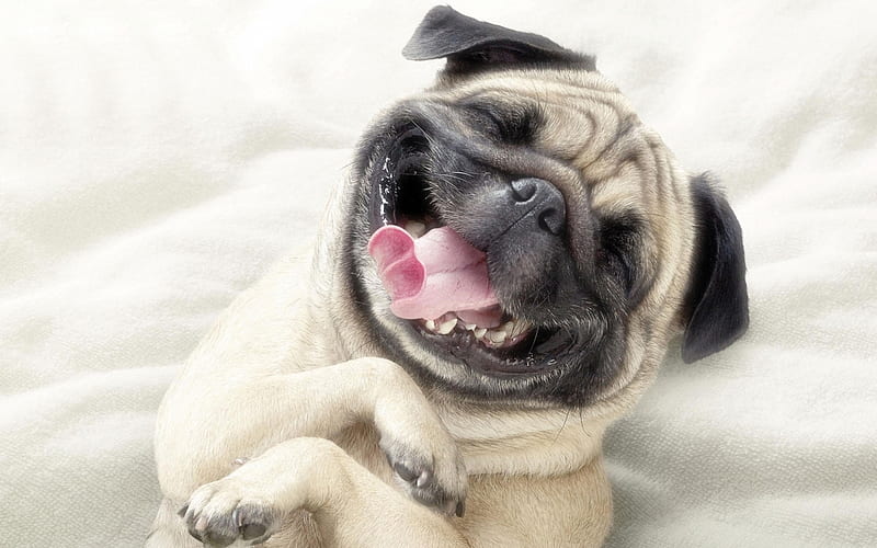 Adorable Pug, dog, pug, animals, cute, funny, HD wallpaper