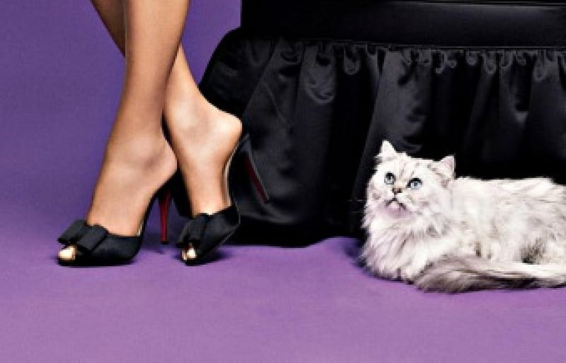 Dreaming, legs, black, cat, animal, purple, shoe, foot, stilettos, white, pink, HD wallpaper