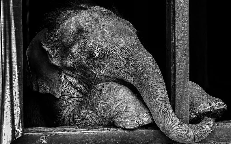 small elephant, zoo, cute animals, black and white , elephants, HD wallpaper