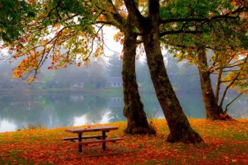 Fall foliage, rest, fall, autumn, bench, bonito, trees, lake, foliage ...
