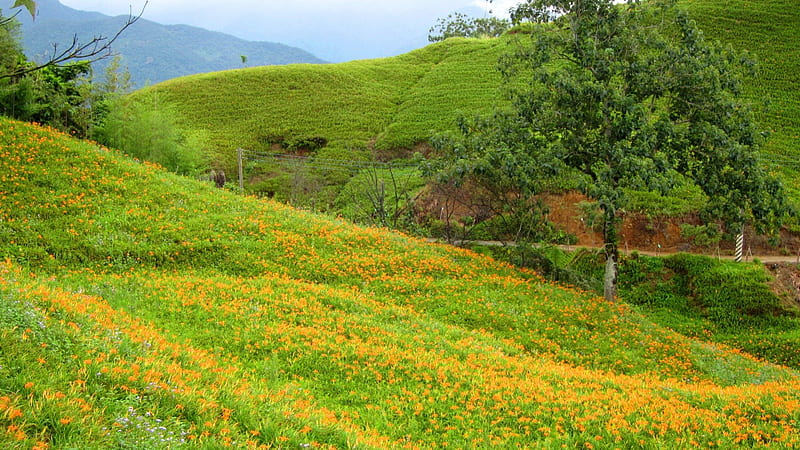 High-mountain daylilies, mountain, Daylily, flowers, nature, bonito, HD wallpaper