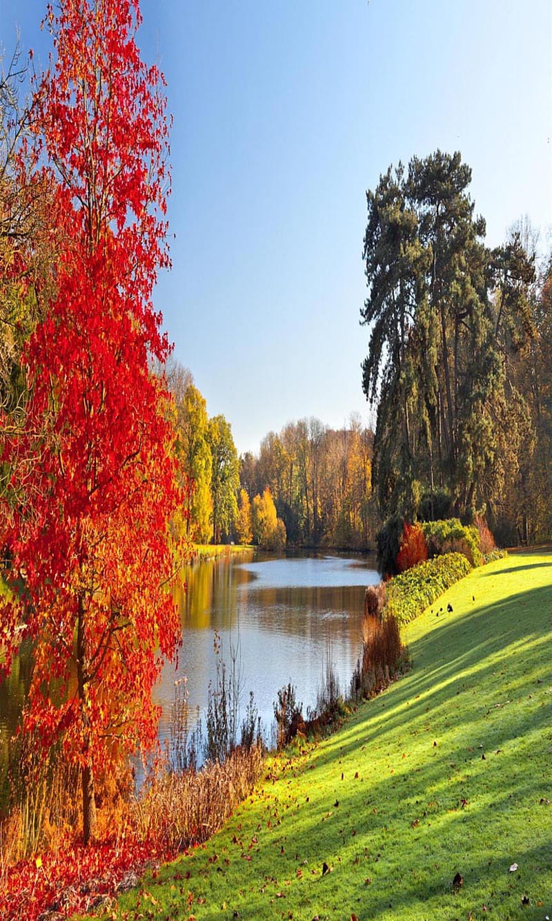 Autumn Park, bonito, cute, look, nice, HD phone wallpaper | Peakpx