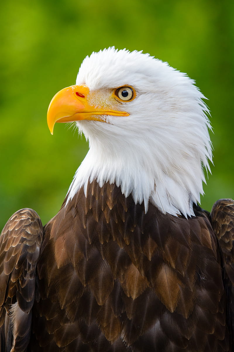 eagle, bird, predator, view, beak, profile, HD phone wallpaper