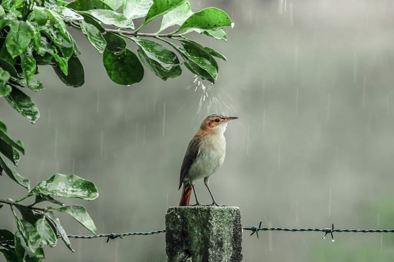 Sparrow, shower, drops, rain, bird, HD wallpaper
