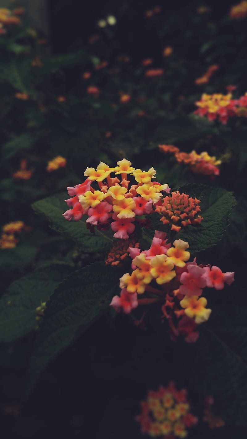 Colourful flowers, Trigraphy, aesthetic, bonito, dark, leaves, life,  miniature, HD phone wallpaper | Peakpx