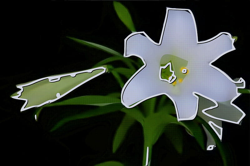 White Easter Lily against a blackbackground pop art . jpg, lily, bulb, easter, plant, HD wallpaper