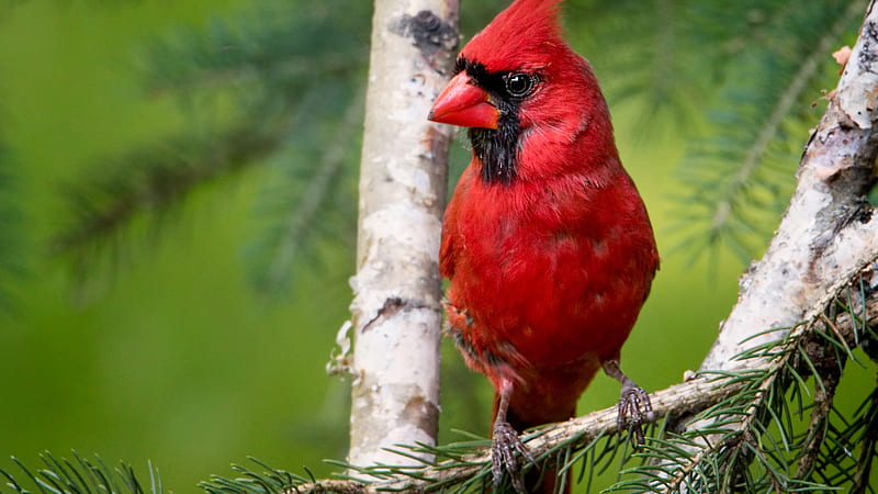 Red Cardinal Is Sitting On Tree Branch In A Green Background Facing One Side Animals, HD wallpaper