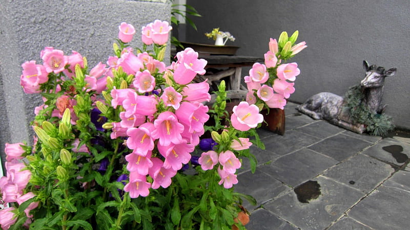 Garden, flower, Sheep statue, pink, HD wallpaper