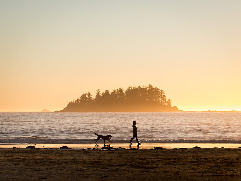 silhouette of person in front of dog walking at seashore near island during sunset, HD wallpaper