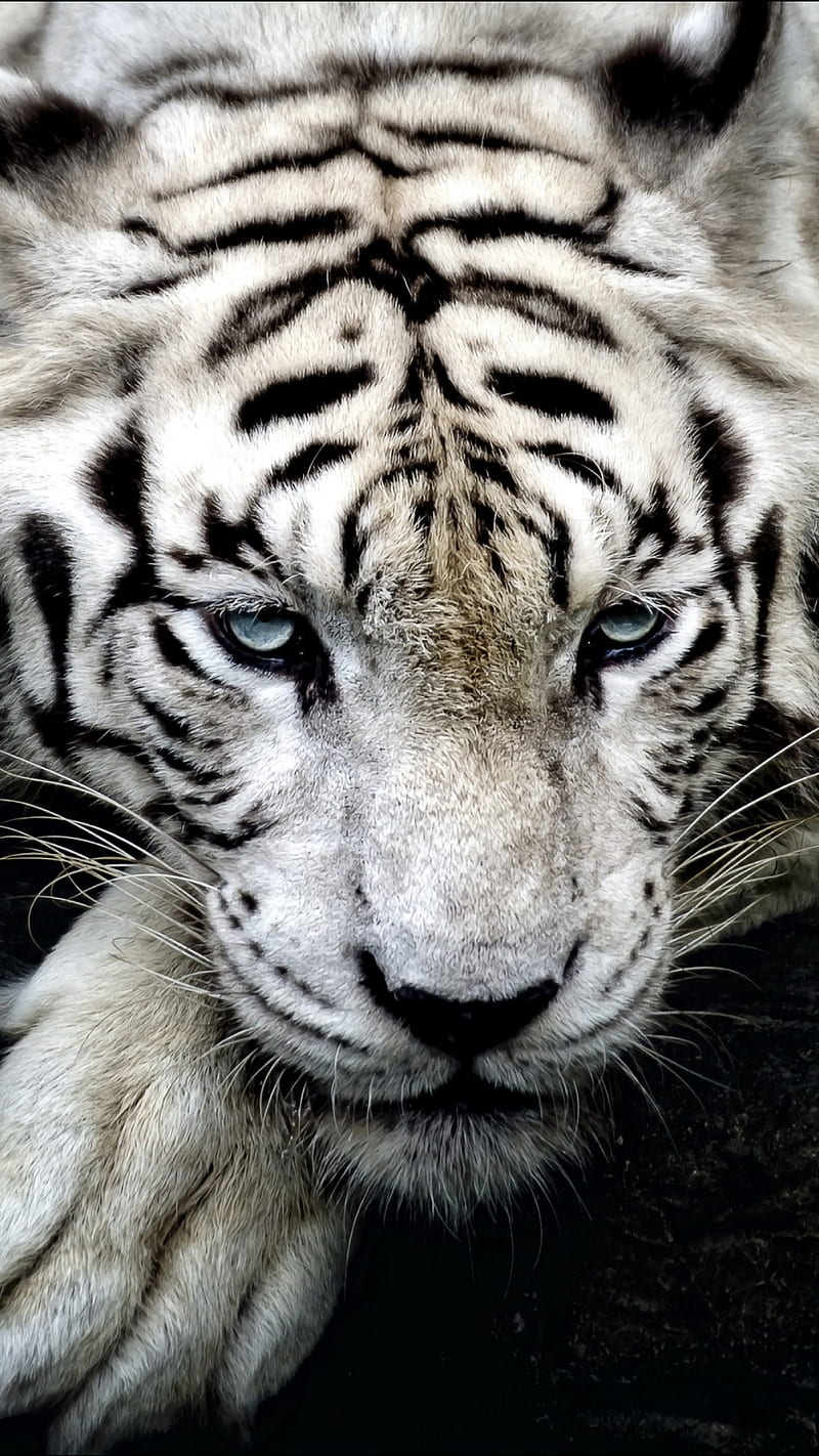 Siberian Tiger, white, wild, cat, jungle, albino, bonito, nature, HD phone wallpaper