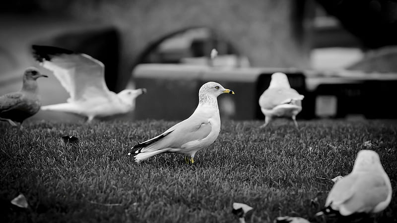 family of gulls-Animal, HD wallpaper