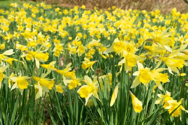 field of yellow daffodils, daffodils, flowers, yellow, spring, field, HD wallpaper