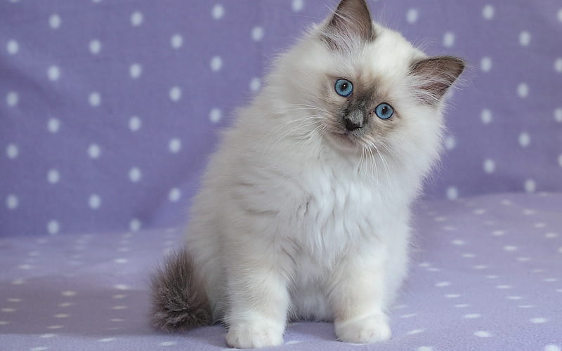 Ragdoll, little white kitten, fluffy kittens, cute animals, pets, HD wallpaper