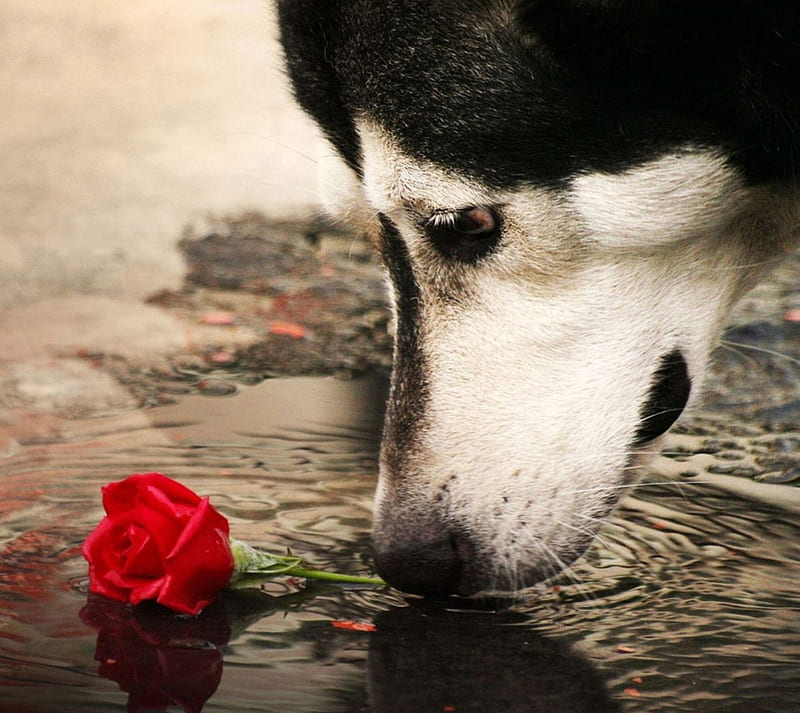 Sad Husky, red rose, rose, water, HD wallpaper