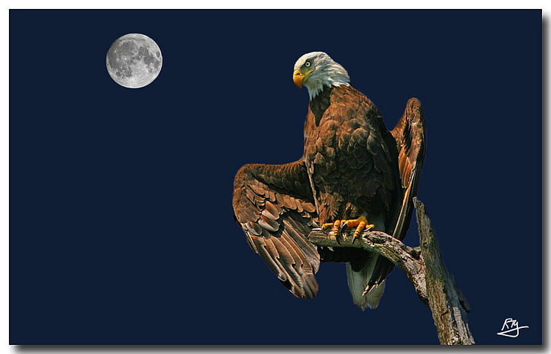 águila a la luz de la luna, luna, guay, águila, noche, Fondo de pantalla HD  | Peakpx