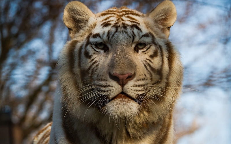 White tiger, Panthera tigris tigris, cat, wild, HD wallpaper