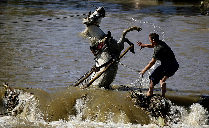 HELPING HANDS, rescue, river, man, white, horse, fell, helping, HD wallpaper