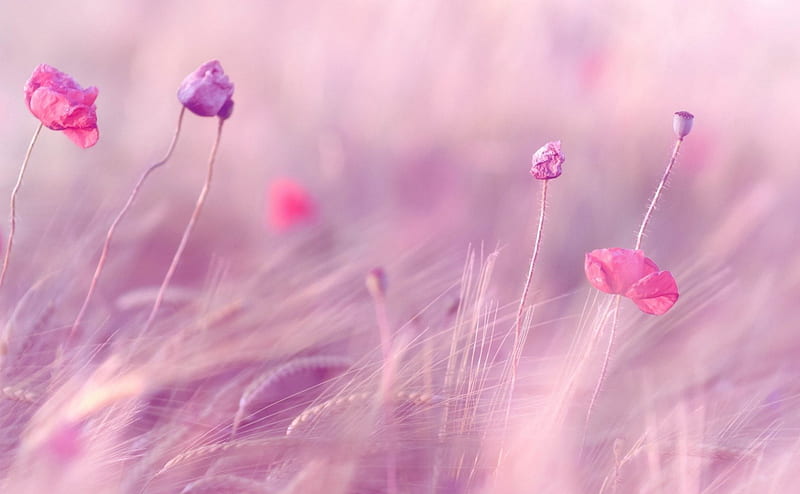 Pink, poppy, summer, field, HD wallpaper
