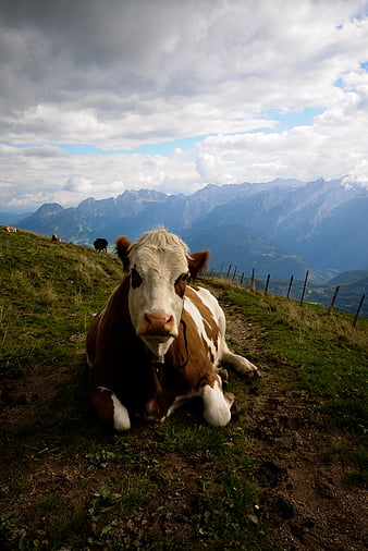 Mountain cow, animal, austria, cow, moo, mountains, nature, HD phone wallpaper