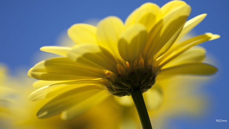 Admring Yellow Daisy, blurred, Gerbera, bloom, yellow, spring, sky, blossom, Shasta, flower, daisy, HD wallpaper