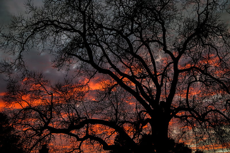 tree, branches, dark, sky, twilight, HD wallpaper