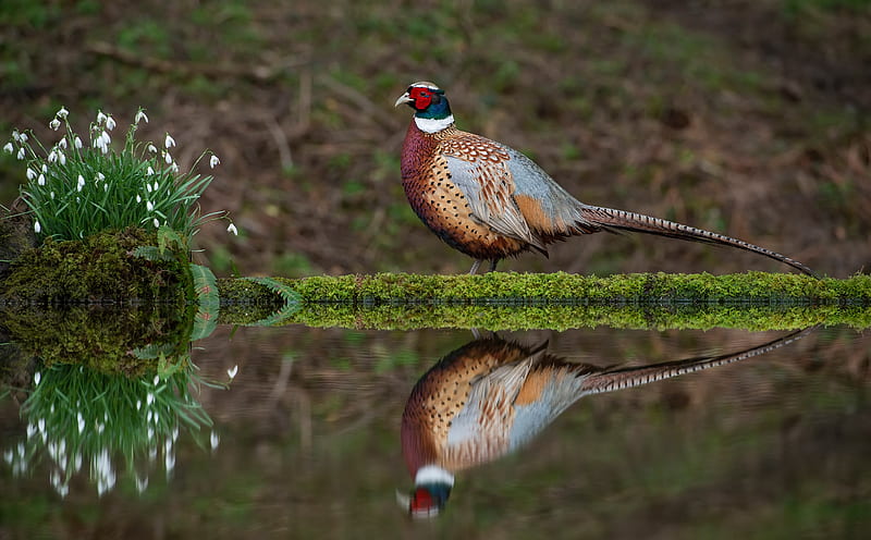 Birds, Pheasant, Bird, Pond, Reflection, Wildlife, HD wallpaper