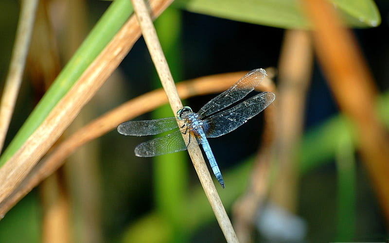 blue dragonfly-small animal, HD wallpaper