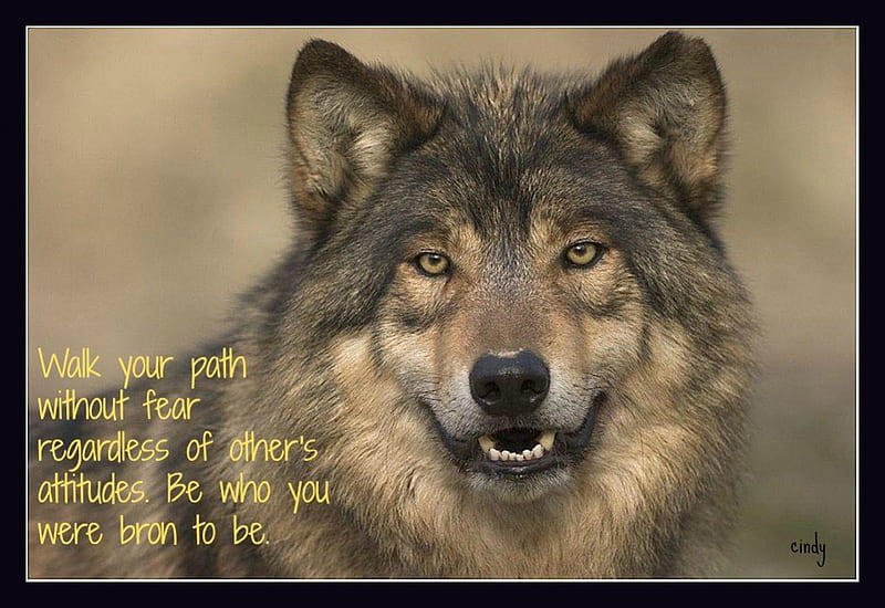 Wolf Wisdom, insnow, friendship, quotes, pack, dog, wisdom beautiful, lobo,  arctic, HD wallpaper | Peakpx