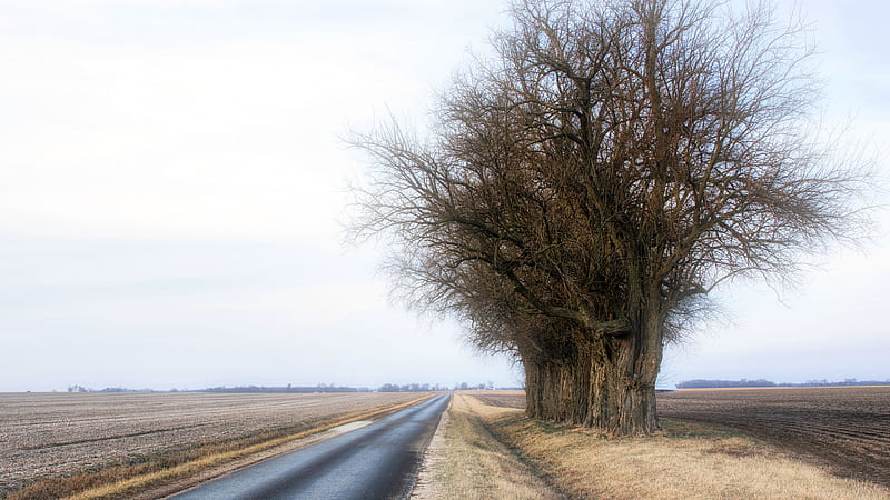 Man Made, Road, Field, Tree, HD wallpaper