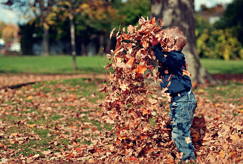 child playing with dried leaves, HD wallpaper