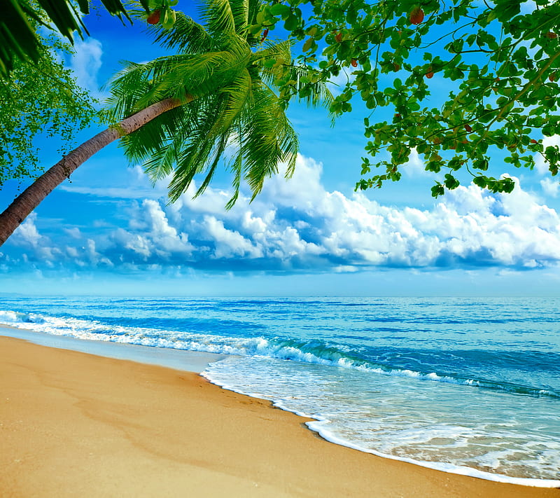 Tropical Beach, beach, blue, coast, ocean, palm, sand, sea, sky, tropical, HD wallpaper