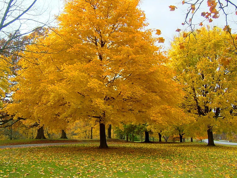 Autumn gold, yellow, autumn, gold, trees, HD wallpaper