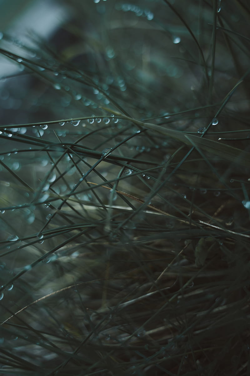 grass, dew, wet, drops, HD phone wallpaper