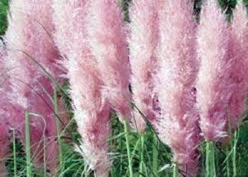 Pink Pampas Grass - Grass & Nature Background Wallpapers on Desktop Nexus  (Image 2501343)